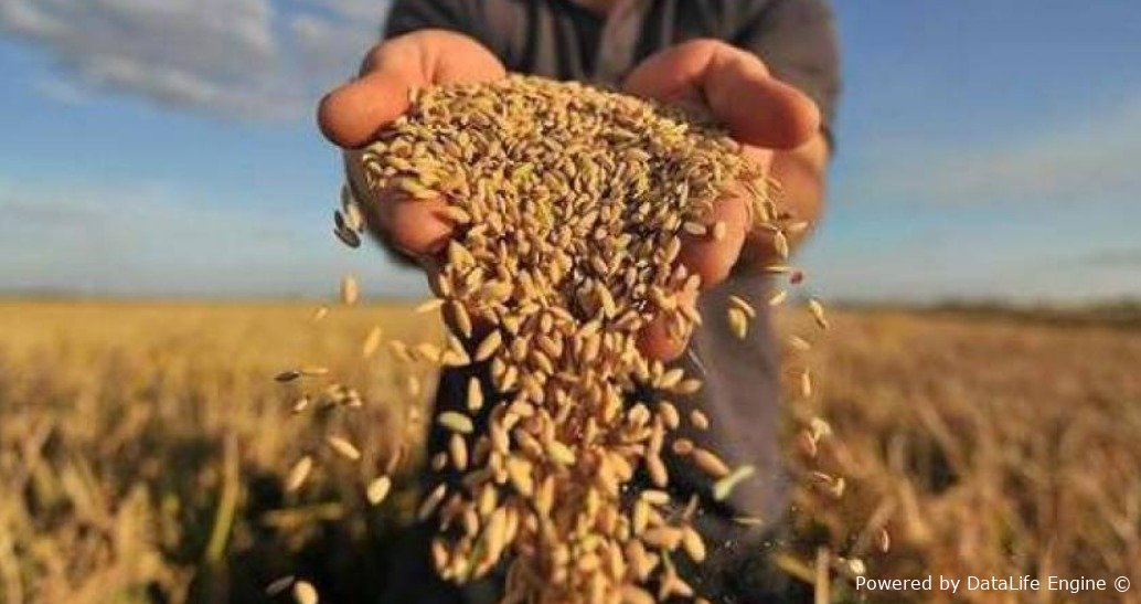 Buğda ehtiyatları məqsədli şəkildə artırılır: Səbəb nədir?