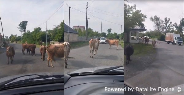 ZAQATALA RAYONU, MAZIX KƏNDİNDƏ NƏZARƏTSİZLİK TƏHLÜKƏLİ HƏDDƏ ÇATIB - SÜRÜCÜLƏR HƏR GÜN RİSK ALTINDADIR -VİDEO